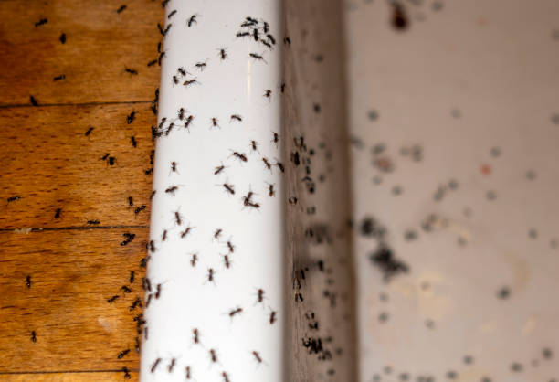Best Residential Pest Control  in Priest River, ID